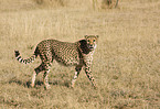 cheetah