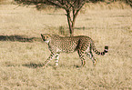 cheetah