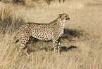 cheetah