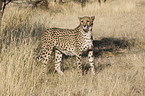 cheetah