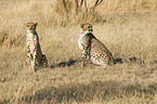 cheetahs