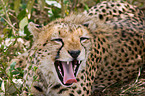 cheetah portrait