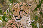 cheetah portrait