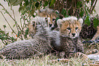young cheetahs