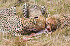 cheetahs