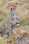 cheetahs