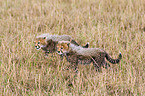 young cheetahs