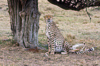 cheetahs