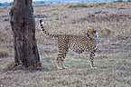 cheetah