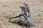 cheetahs