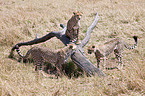 cheetahs