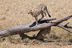 cheetahs