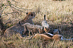 cheetahs