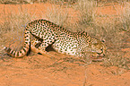 cheetah
