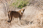 cheetah