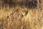 cheetah