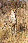 cheetah