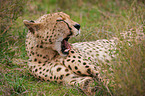 cheetah