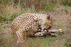 cheetah