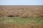 cheetahs
