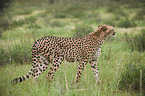 cheetah