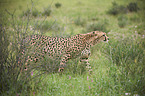 cheetah