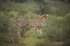 cheetah
