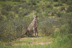 cheetah