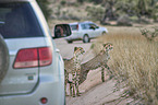 cheetahs