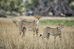 cheetahs