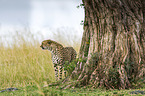 Cheetahs under a tree