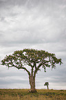 Cheetahs under a tree