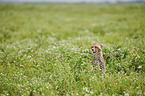 sitting Cheetah