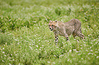 walking Cheetah