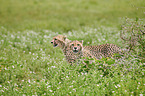 Cheetahs