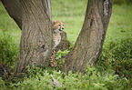 Cheetahs