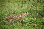 running Cheetah