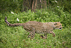 running Cheetah