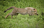 running Cheetah