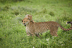 playing Cheetahs
