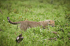 running Cheetah