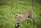 running Cheetah