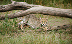 Cheetahs