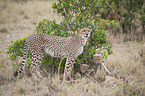 Cheetahs family