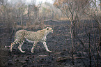 walking Cheetah