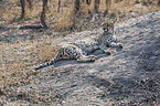 lying Cheetah