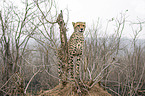 standing Cheetah
