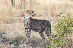 standing Cheetah