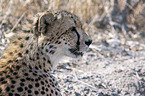 Cheetah portrait