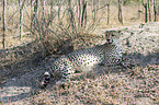 lying Cheetah